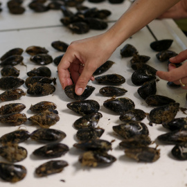 Una investigadora, a bordo del buque del Centro Helénico de Investigación Marina (HCMR). clasifica mejillones utilizados como bioindicadores para monitorear la contaminación química y por microplásticos en el Golfo Sarónico (Grecia).