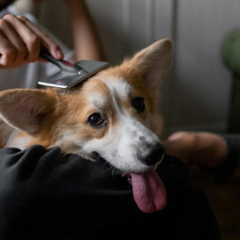 Es muy importante cepillar a nuestro perro diariamente durante la época de muda.