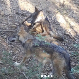Dos cadells de llop a Catalunya