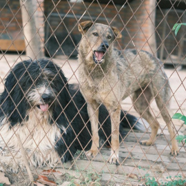La socialización con otros perros es uno de los puntos clave de las guarderías caninas.