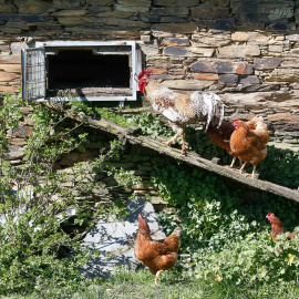 Foto de archivo de varias gallinas en un corral.