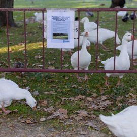 Cartel de prevención contra la Gripe Aviar.