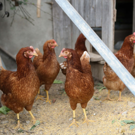 Fotografía de archivo de gallinas en una explotación avícola.