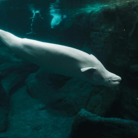 Una ballena beluga juega en el agua.