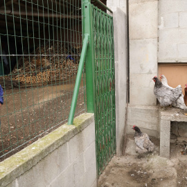 Gallinas en gallineros en A Mariña (Lugo), a 9 de noviembre de 2025.