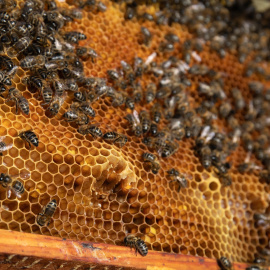 Detalle de un panel de abejas.