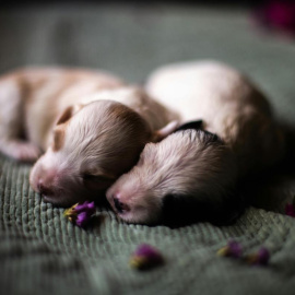 Dos cachorros de perro recién nacidos.