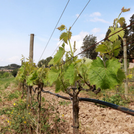 Vinya ecològica amb reg de suport