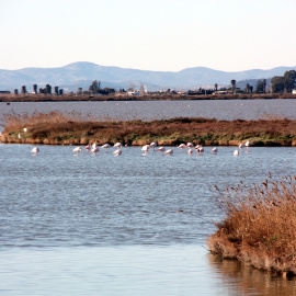 Pla general d'un grup de flamencs a la Bassa de l'Encanyissada del delta de l'Ebre