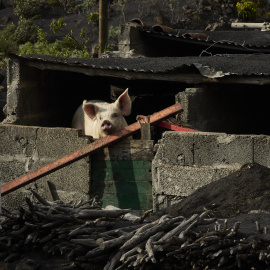 Foto de archivo de un cerdo en la Palma Manuel,Canarias.