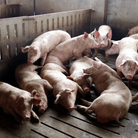 Imatge d'arxiu d'una granja de porcs a Alcarràs (Segrià).