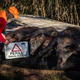 Un caçador amb la senyalització que indica que s'està fent batuda i els porcs senglars que s'han caçat aquest dimecres
