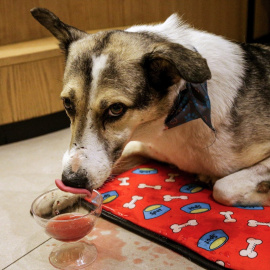 Un perro adulto lame una bebida preparada para él.