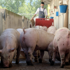 Imatge d'arxiu d'una granja de porcs de Catalunya.