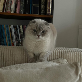 Los gatos suelen masajear superficies mullidas.