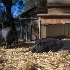 Fotografía de archivo de varios cerdos en un santuario de animales.