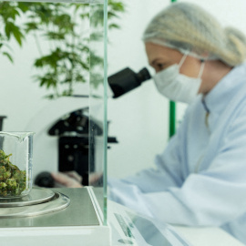 Cogollos de cannabis en un laboratorio, en una imagen de archivo.