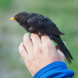 Mirlo con uno de los primeros sensores del Proyecto Ícaro.