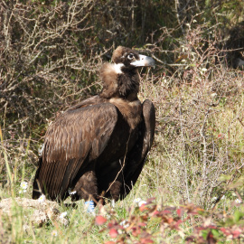 Foto d'Arnes, un dels exemplars alliberats