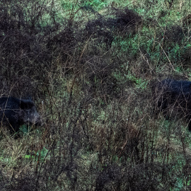 Dos jabalíes por el cauce del Río Ter, cerca del Hospital Trueta, en Girona.