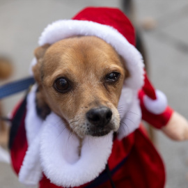 La Nochevieja es un momento crítico para nuestras mascotas, especialmente los perros.