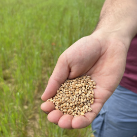 Una mostra de llavors de blat forment