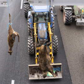 Un porc senglar i un cabirol penjats d'un senyal de la C-25 a Gurb durant la darrera protesta dels pagesos