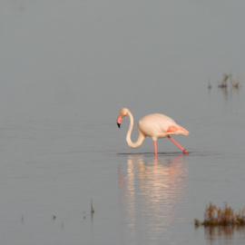 Imagen de un flamenco en las marismas de Doñana.