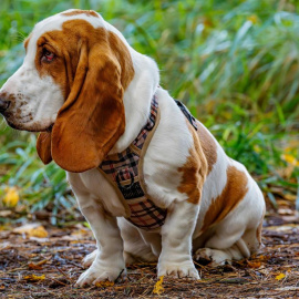 El basset hound es uno de los perros que mejor se adaptan a la vida doméstica.