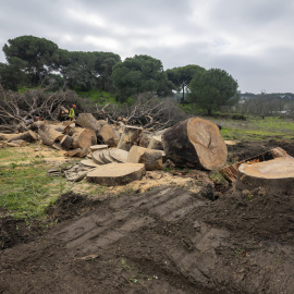 El Ayuntamiento de Moguer inicia la tala del pino bajo el que estaría el burro Platero.