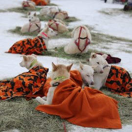Imagen de archivo de un grupo de perros descansando tras tirar de un trineo.
