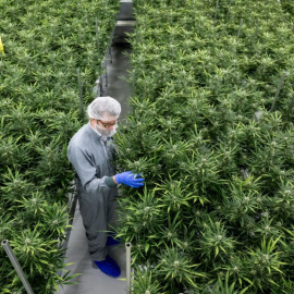 Imagen de archivo de un sala de floración de cannabis.