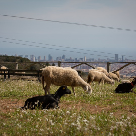 Un grupo de ovejas pastan con Barcelona de fondo.