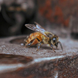 Imagen de una abeja en detalle.