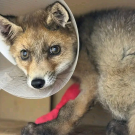 Imagen de una zorrita atrapada por cepo que perdió la pata.