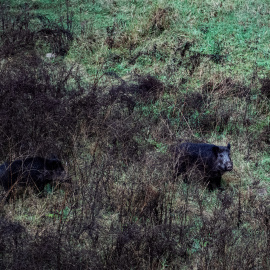 Imagen de archivo de dos jabalíes por el cauce del Río Ter (Girona, Catalunya).