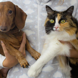 ¿Perros o gatos? Pues depende.