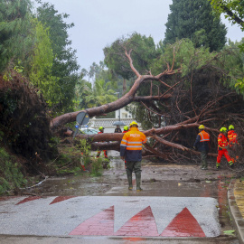 Miembros de los bomberos de Marbella retiran un pino caído en la zona de Guadalmina por la borrasca Leonardo.