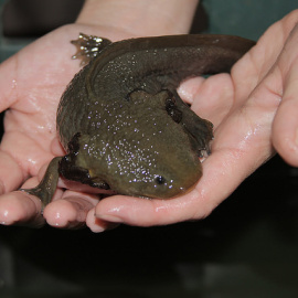 El ajolote es una especie que solo vive en México.