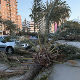 Arbres caiguts a Mataró per la ventada aquest dijous al matí. 12/02/2026