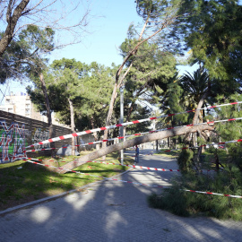 Un árbol caído en la calle Marina de Barcelona este jueves a causa del temporal de viento.