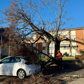 Arbre caigut pel vent a l'entorn de la plaça Ernest Lluch de Sant Boi de Llobregat. 13/02/2026