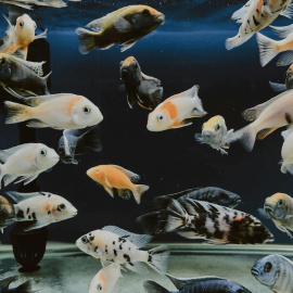 Imagen de un acuario doméstico.