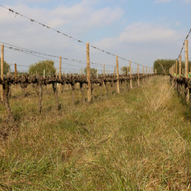 Una vinya de Família Torres on es practica l'agricultura regeneratva, deixant aflorar enmig del conreu