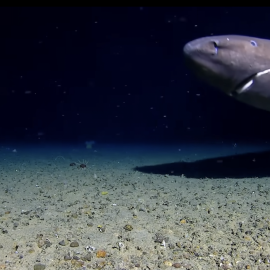 Imagen del primer tiburón avistado en el océano Antártico.