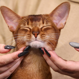 A pesar de su fama de independientes, los gatos forman conexiones profundas con las personas.