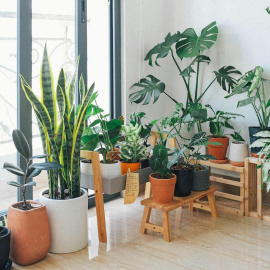 Las plantas de interior son beneficiosas para los habitantes de la casa.