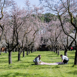 Almendros en flor en la Quinta de los Molinos, a 25 de febrero de 2026, en Madrid.