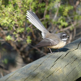 Imagen de un ave descansando sobre un tronco.