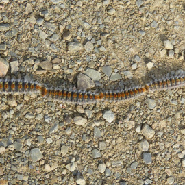 La oruga procesionaria baja de los árboles con la llegada de la primavera.